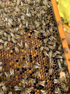 honingbijen